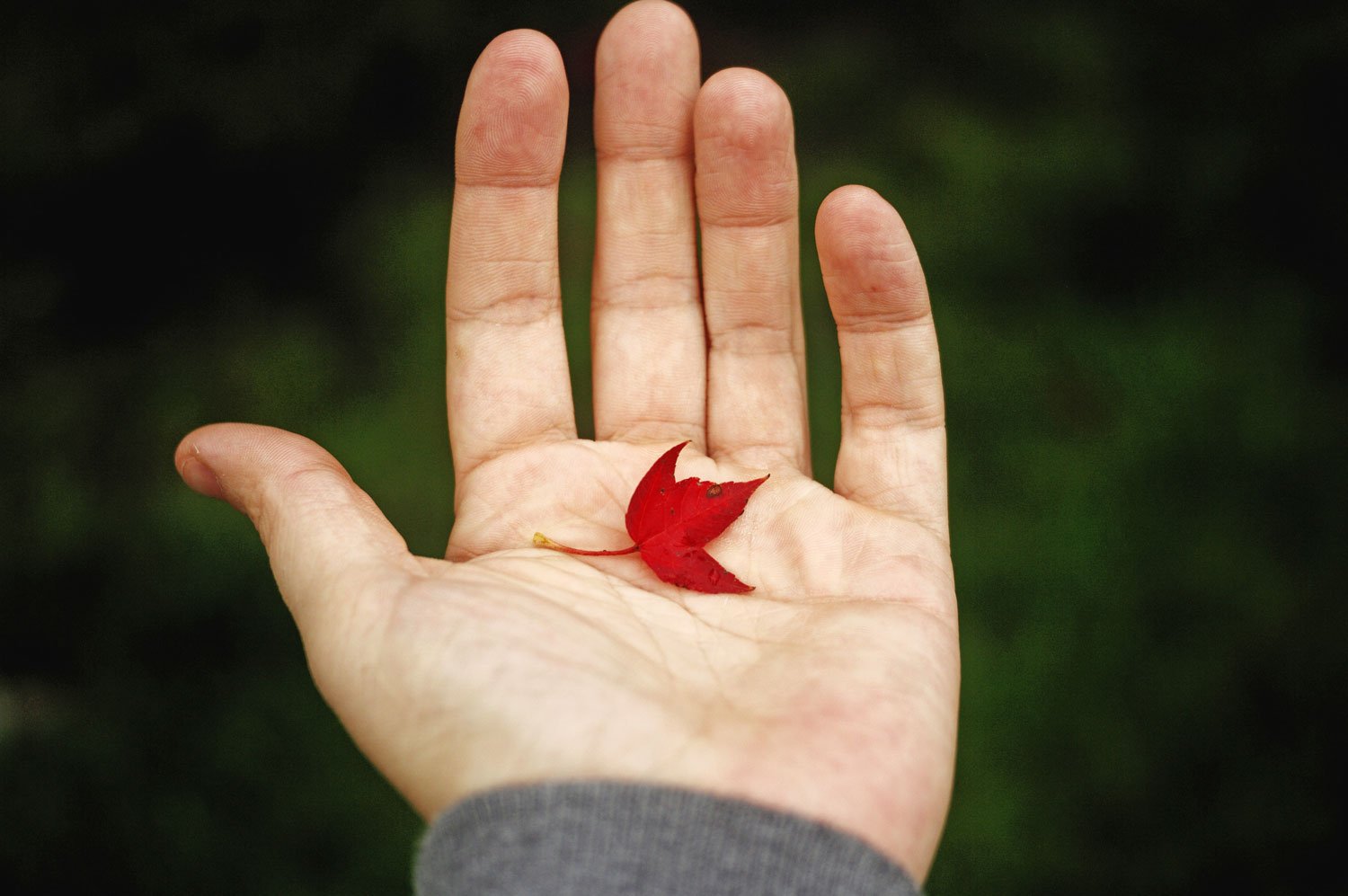 Mano sosteniendo hoja roja simbolizando transformación y renovación personal